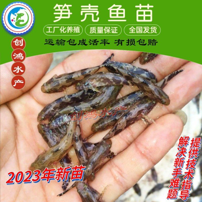 2023新苗优质笋壳鱼苗泰国笋壳鱼苗杂交笋壳鱼苗