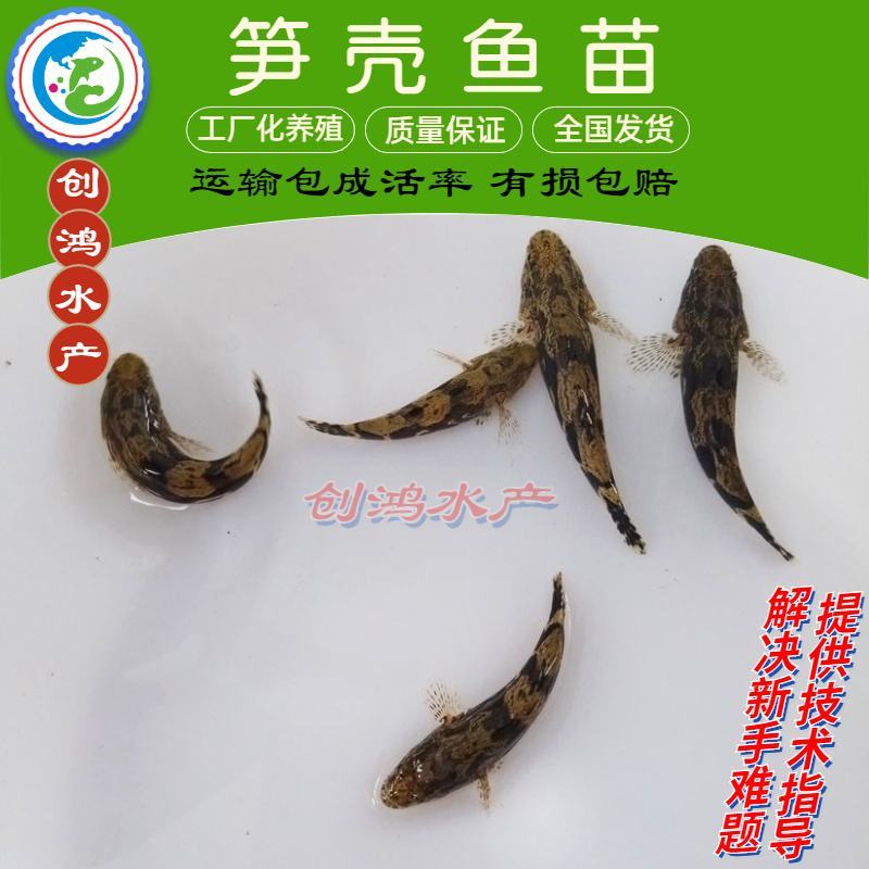 2023新苗优质笋壳鱼苗泰国笋壳鱼苗杂交笋壳鱼苗