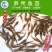 2023新苗优质笋壳鱼苗泰国笋壳鱼苗杂交笋壳鱼苗