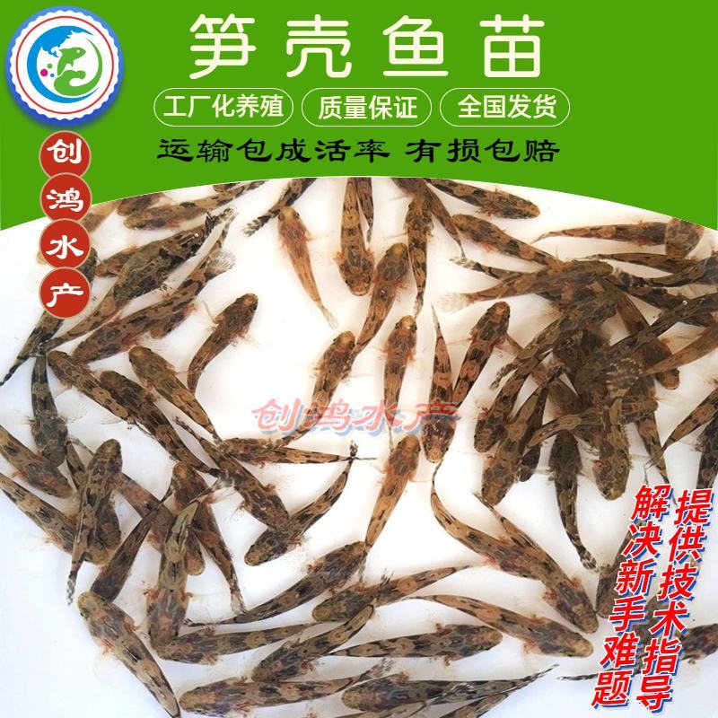 2023新苗优质笋壳鱼苗泰国笋壳鱼苗杂交笋壳鱼苗