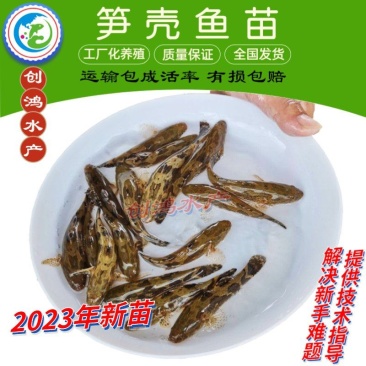 【2023新苗】泰国笋壳鱼苗杂交笋壳鱼苗云斑尖塘鳢