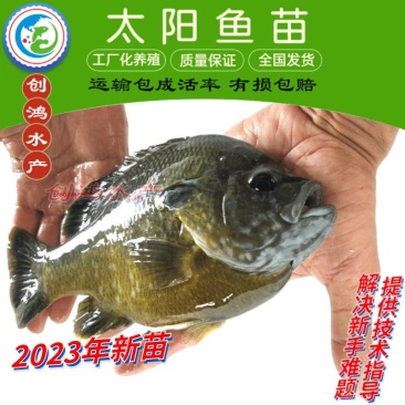 2023新苗蓝腮太阳鱼鱼苗杂交太阳鱼苗高密度养殖首先