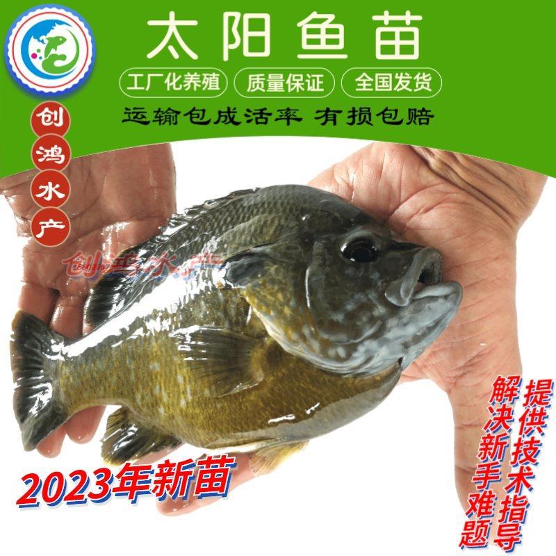 2023新苗蓝腮太阳鱼鱼苗杂交太阳鱼苗高密度养殖首先