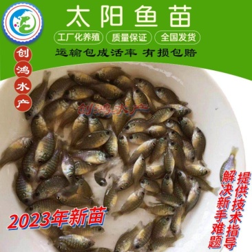 2023年新苗蓝腮太阳鱼苗杂交太阳鱼苗苗场直供