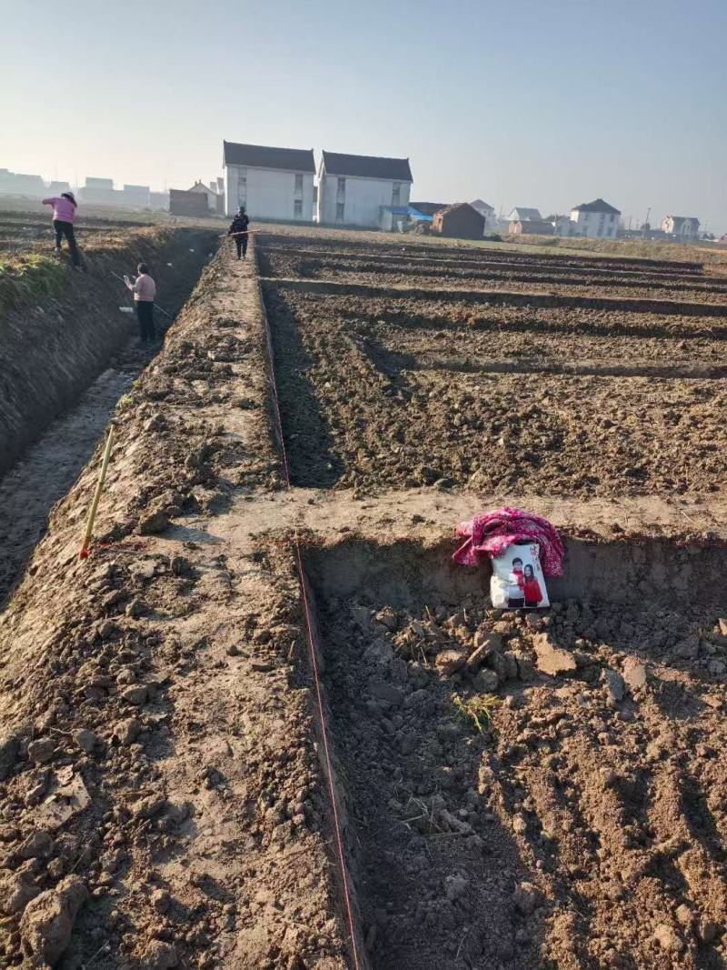 黑斑蛙青蛙养殖场基地加盟合作达成合作一对一技术支持