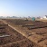 黑斑蛙青蛙养殖场基地加盟合作达成合作一对一技术支持