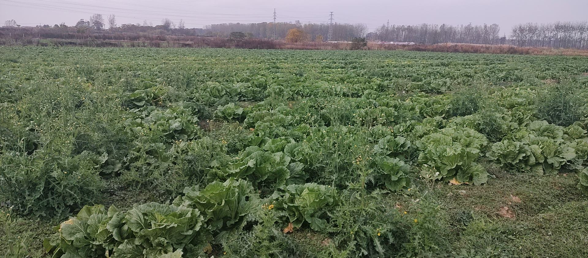 萝卜田间种植图