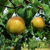 玉露香梨