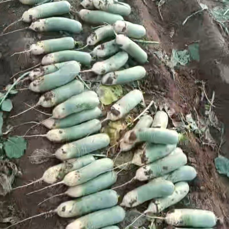 莱西精品水果罗卜，库存量大，适合电商，市场批发及另售，