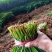 韭菜根粗叶绿不超高颜色深