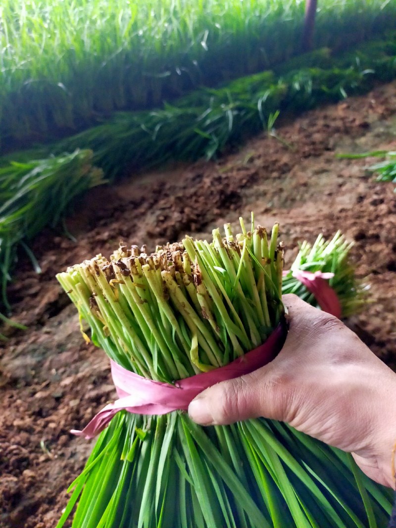 韭菜根粗叶绿不超高颜色深