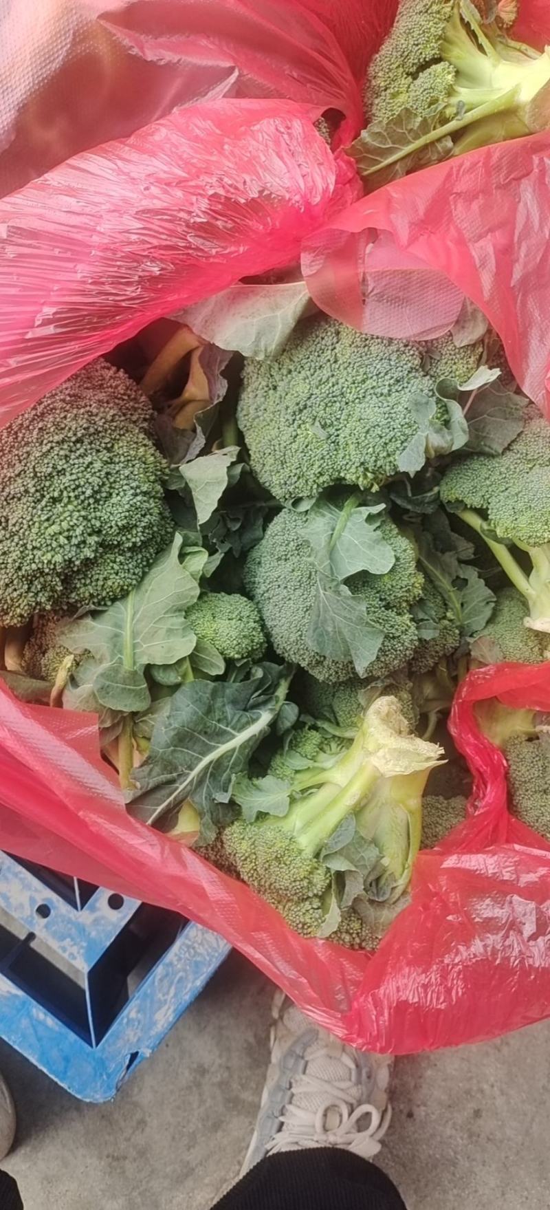 西兰花，精品西兰花，基地直发，大量有货，欢迎采购下单，