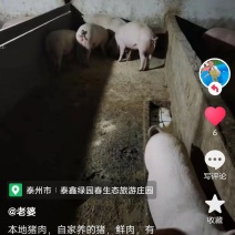 活猪自家粗粮养殖