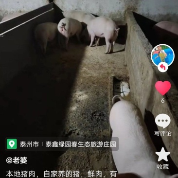 活猪自家粗粮养殖