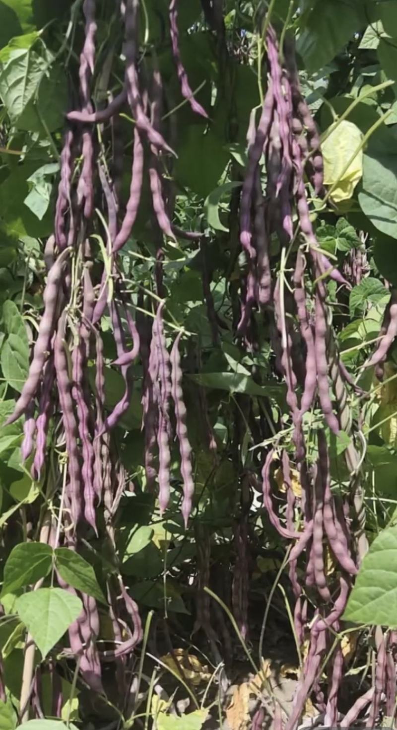 红色四季豆种子红运99厚肉型紫红袍无筋架豆