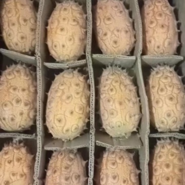 火参果.