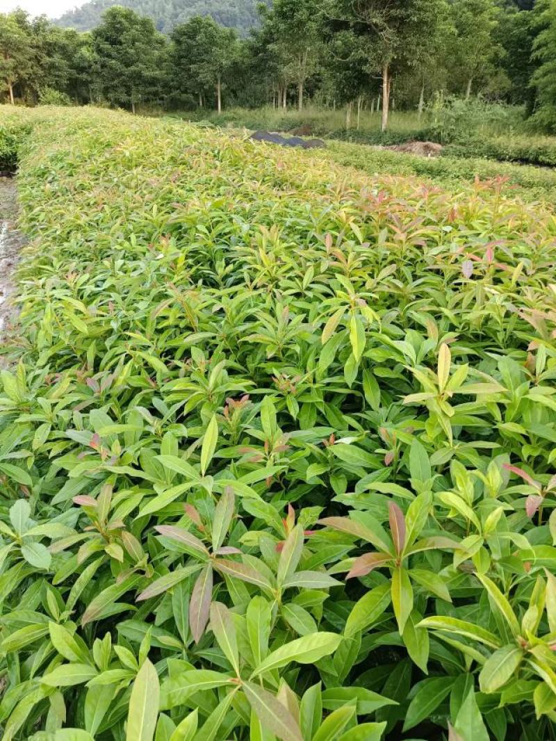 防火造林专用木荷，自家苗圃一手货源，大量批发等各种苗木