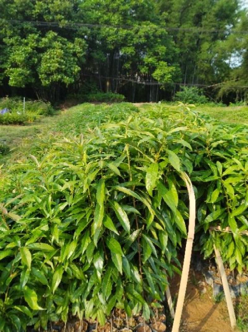 防火造林专用木荷，自家苗圃一手货源，大量批发等各种苗木