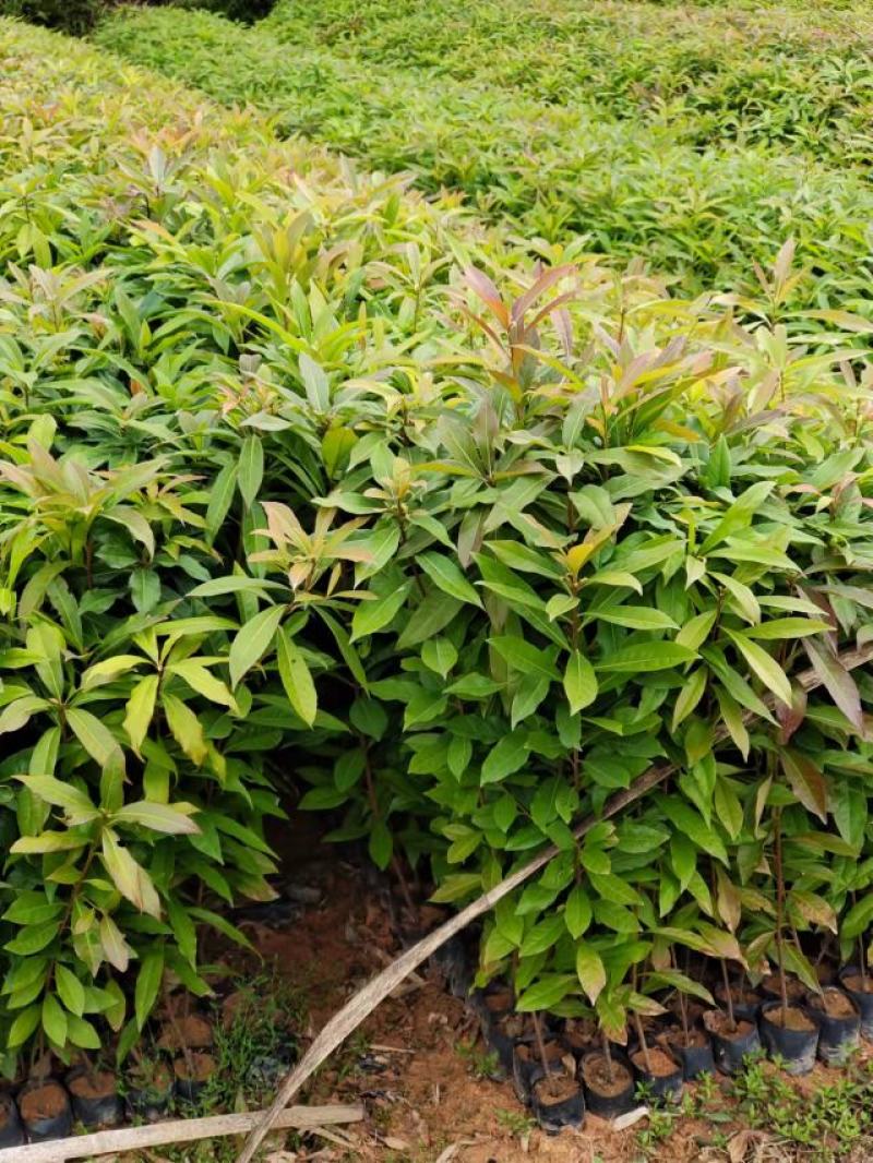 防火造林专用木荷，自家苗圃一手货源，大量批发等各种苗木