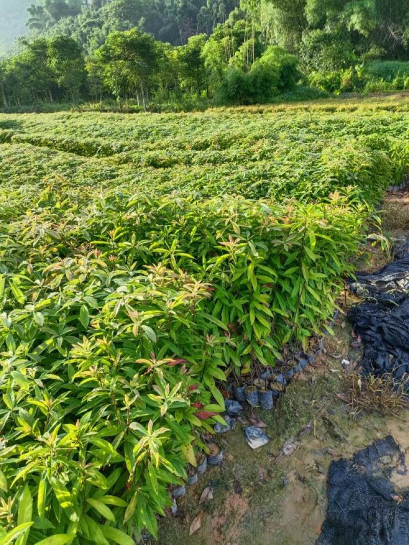 防火造林专用木荷，自家苗圃一手货源，大量批发等各种苗木