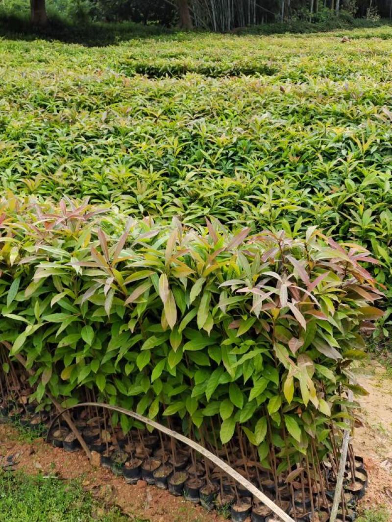 防火造林专用木荷，自家苗圃一手货源，大量批发等各种苗木