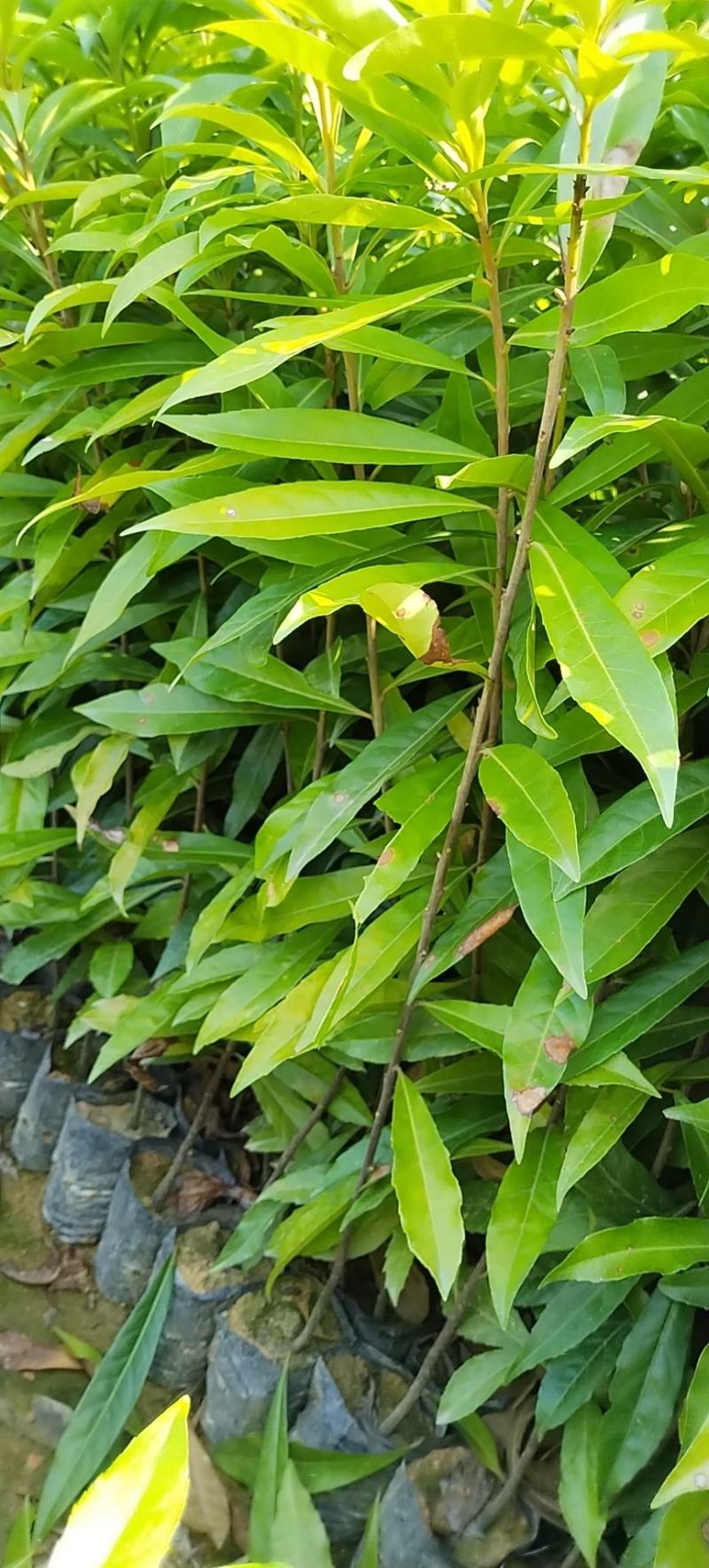 防火造林专用木荷，自家苗圃一手货源，大量批发等各种苗木