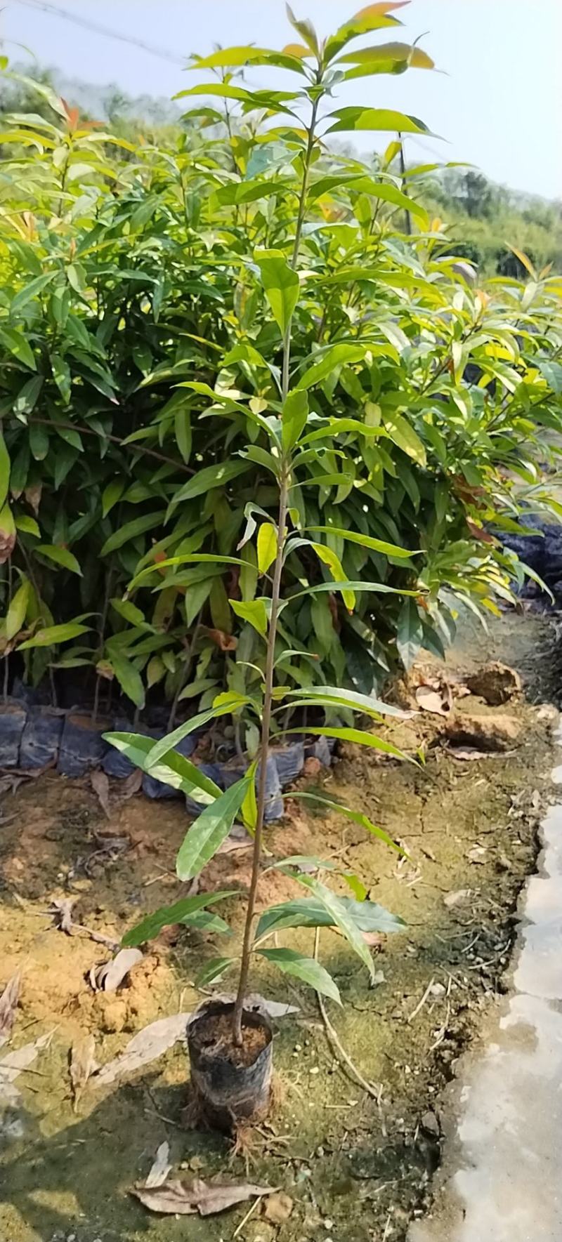 防火造林专用木荷，自家苗圃一手货源，大量批发等各种苗木