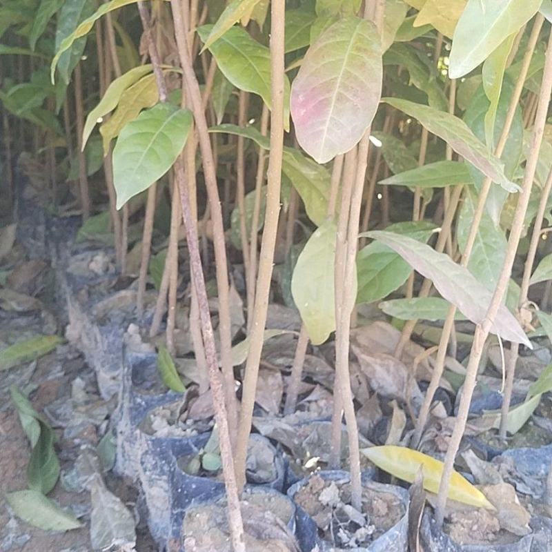 防火造林专用木荷，自家苗圃一手货源，大量批发等各种苗木