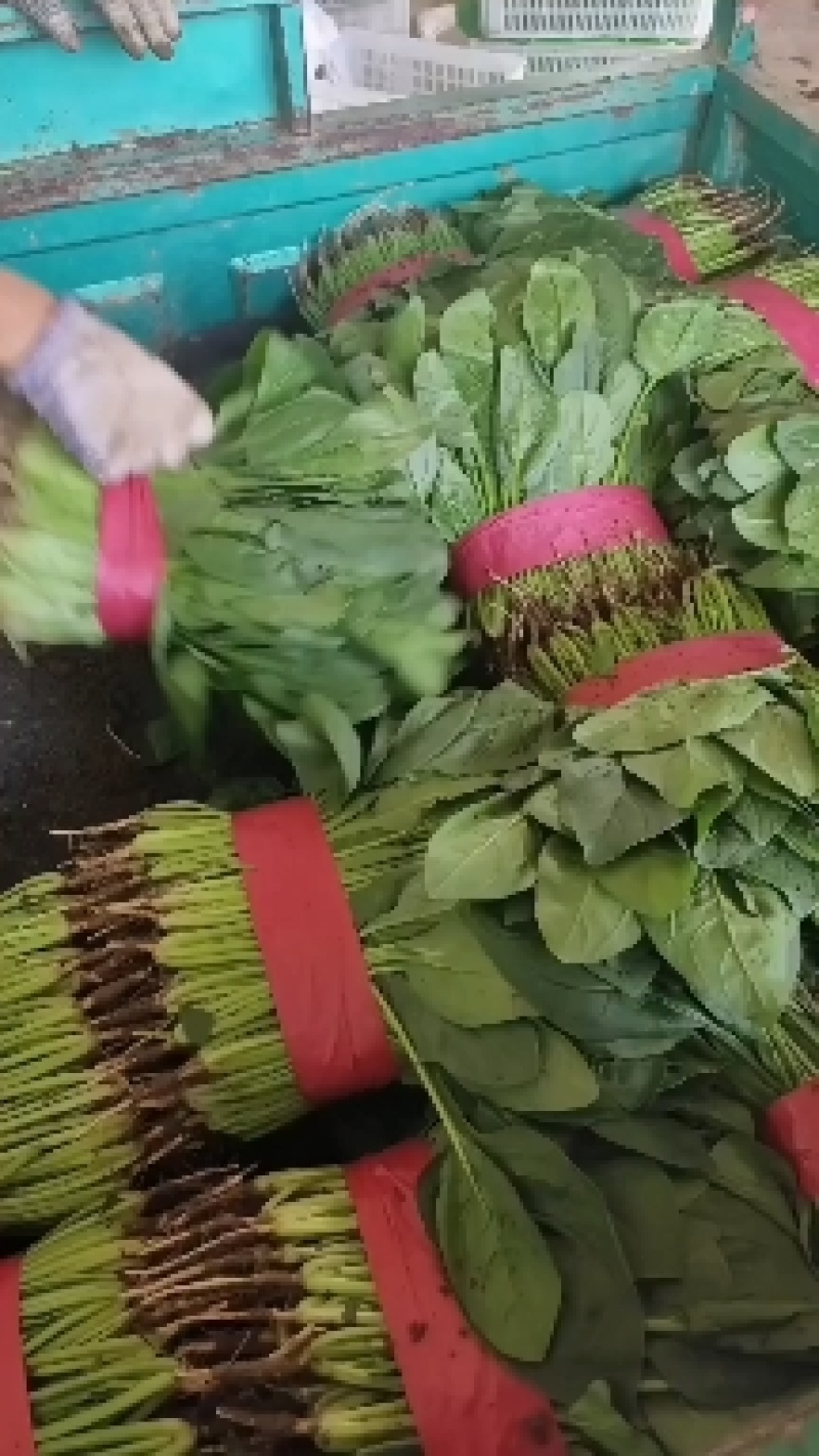 邯郸市永年区大叶小菠菜大量上市价格优惠，质量保证。