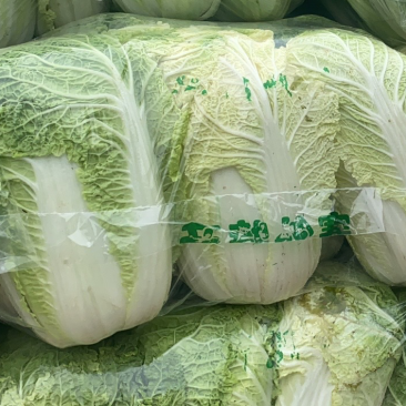 湖北大白菜湖北当阳黄心大白菜青杂大白菜大量上市