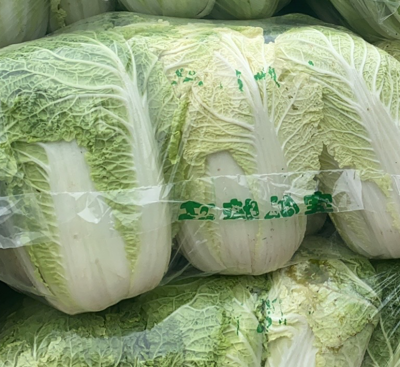 湖北大白菜湖北当阳黄心大白菜青杂大白菜大量上市