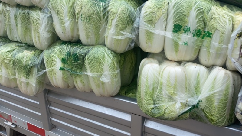 湖北大白菜湖北当阳黄心大白菜青杂大白菜大量上市