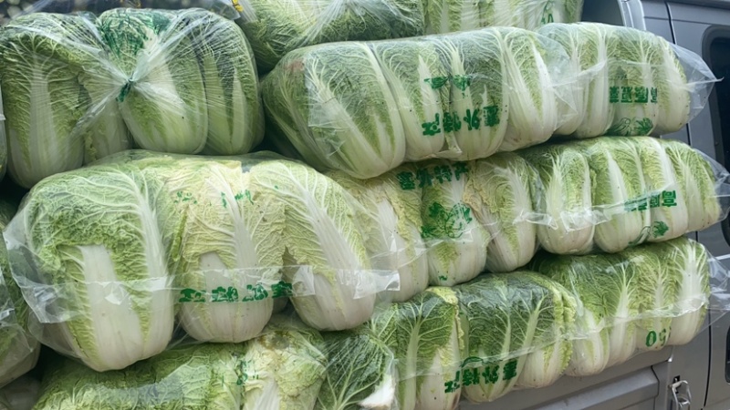 湖北大白菜湖北当阳黄心大白菜青杂大白菜大量上市