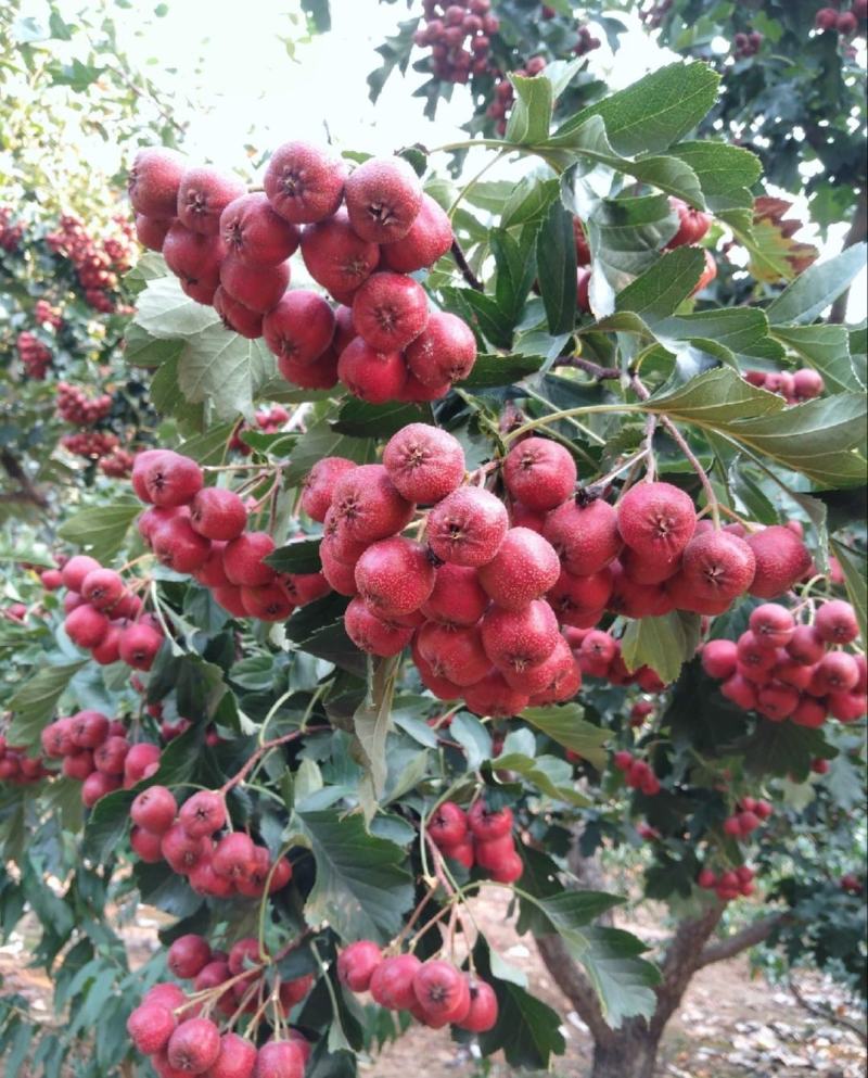 【推荐】河北铁山楂一手货源对接各大商超市场档口社区团购