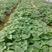 河南开封农业公司百亩红薯苗育苗基地优选直供，量大从优