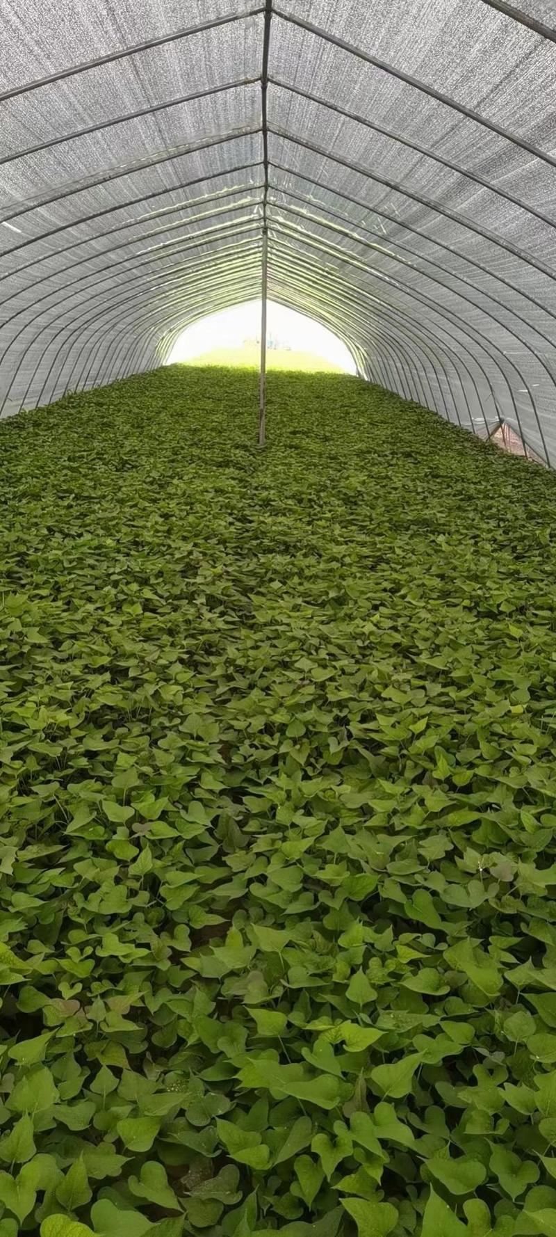 河南开封农业公司百亩红薯苗育苗基地优选直供，量大从优
