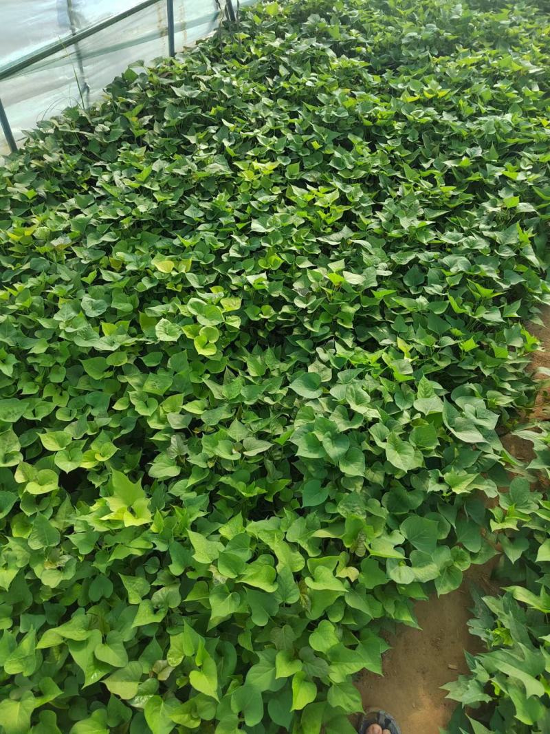 河南开封农业公司百亩红薯苗育苗基地优选直供，量大从优