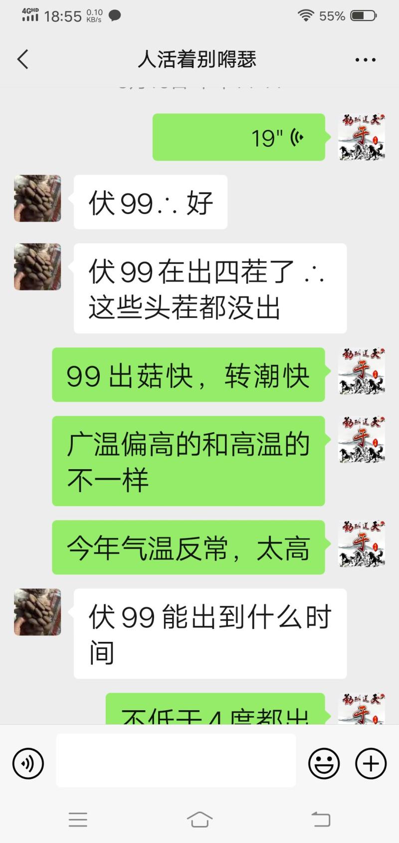 高温灰色品种‘伏99’，任何食用菌研究所没有这个品种