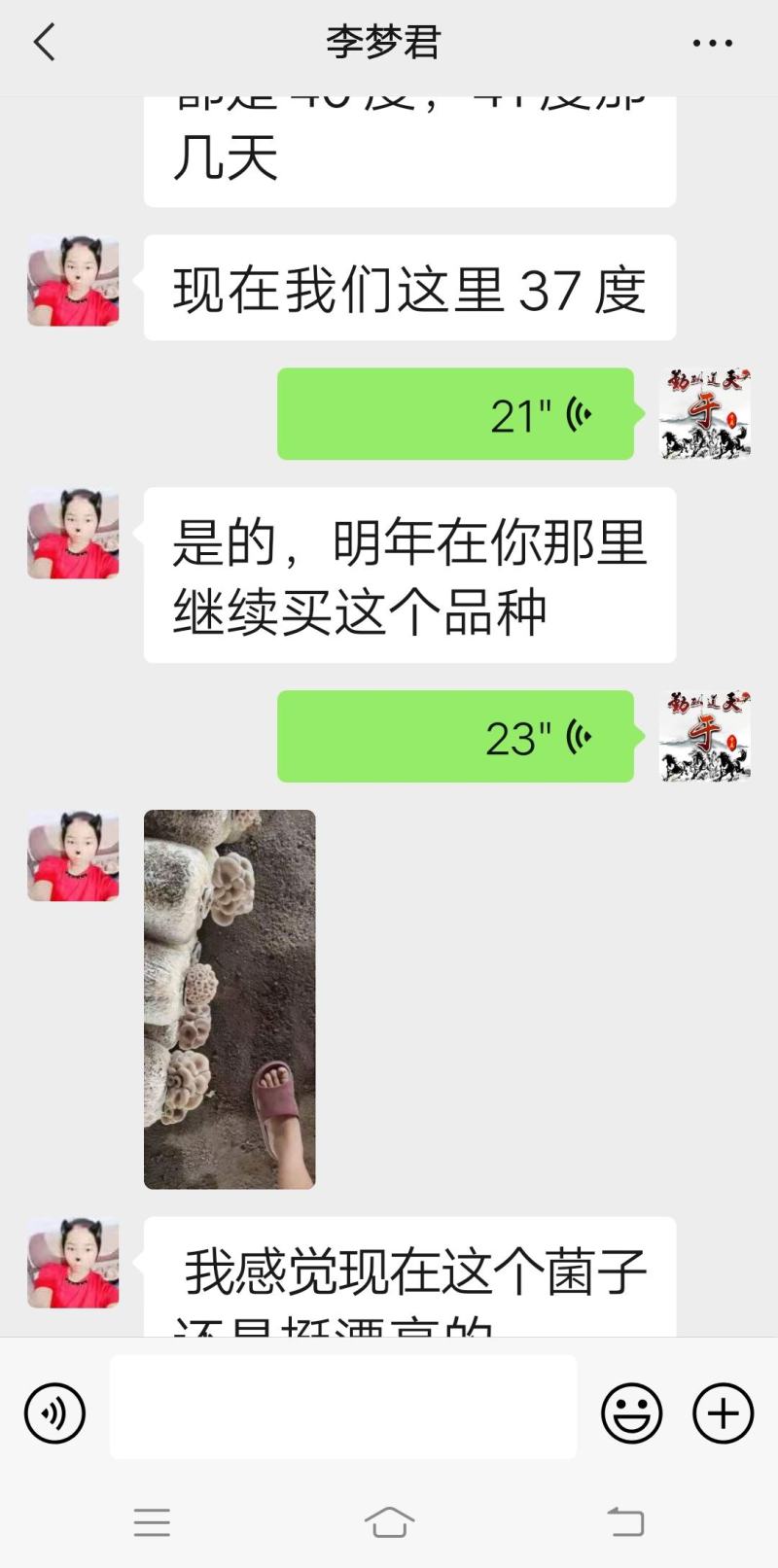 高温灰色品种‘伏99’，任何食用菌研究所没有这个品种