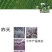 高温灰色品种‘伏99’，任何食用菌研究所没有这个品种