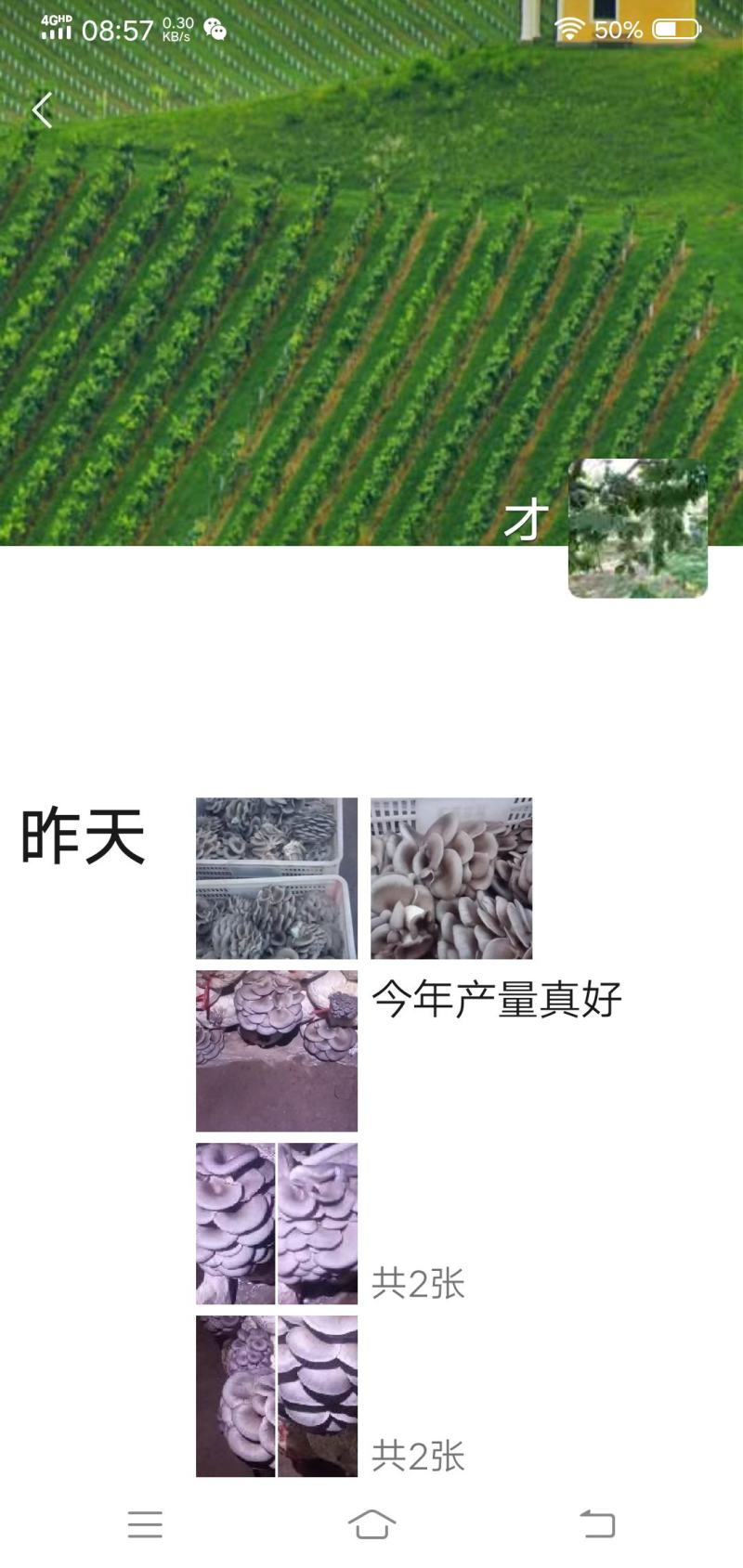 高温灰色品种‘伏99’，任何食用菌研究所没有这个品种