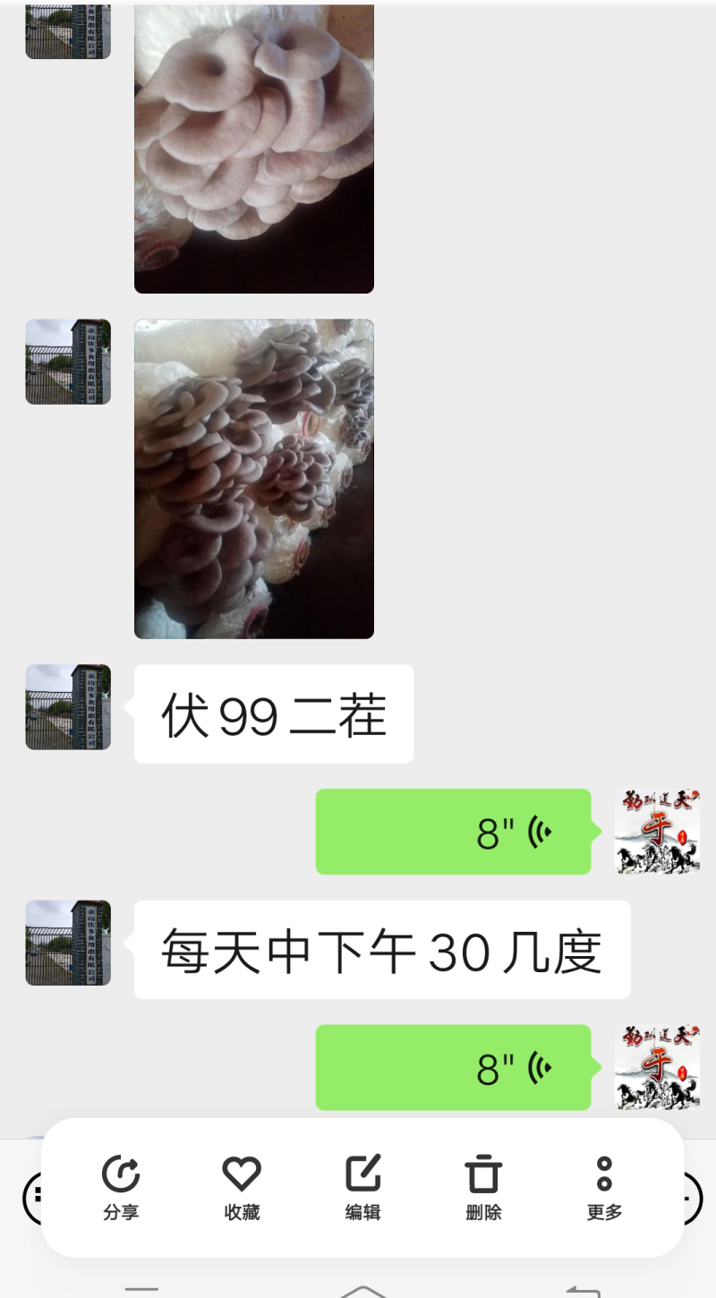 高温灰色品种‘伏99’，任何食用菌研究所没有这个品种