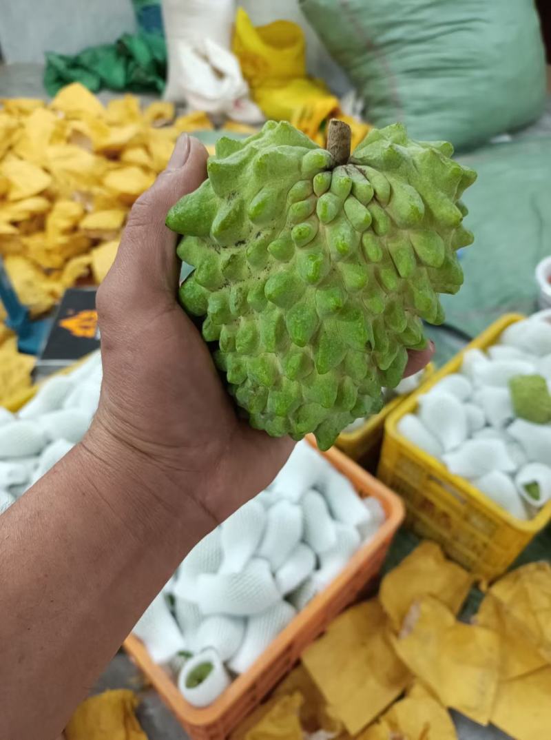 台湾老树凤梨释迦，位于广州增城宁西