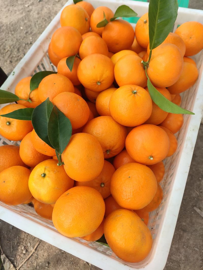 精品沃柑出售