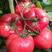 普罗旺斯西红柿种子沙瓤口感柿子种子口感草莓番茄种子
