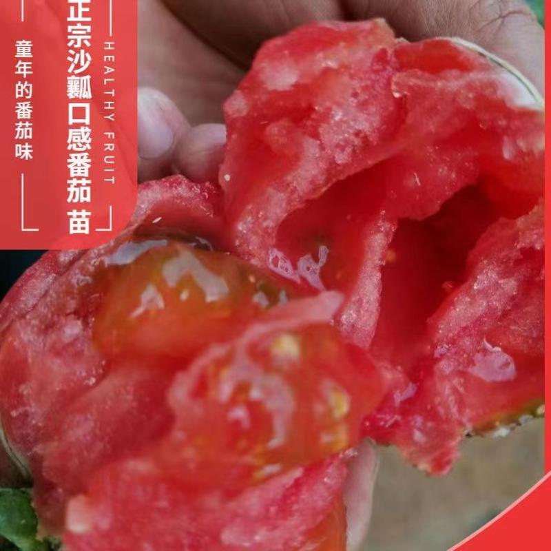普罗旺斯西红柿种子沙瓤口感柿子种子口感草莓番茄种子