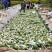 湖南华容干咸芥菜（脱水菜）品类优质，欢迎大家来电咨问。