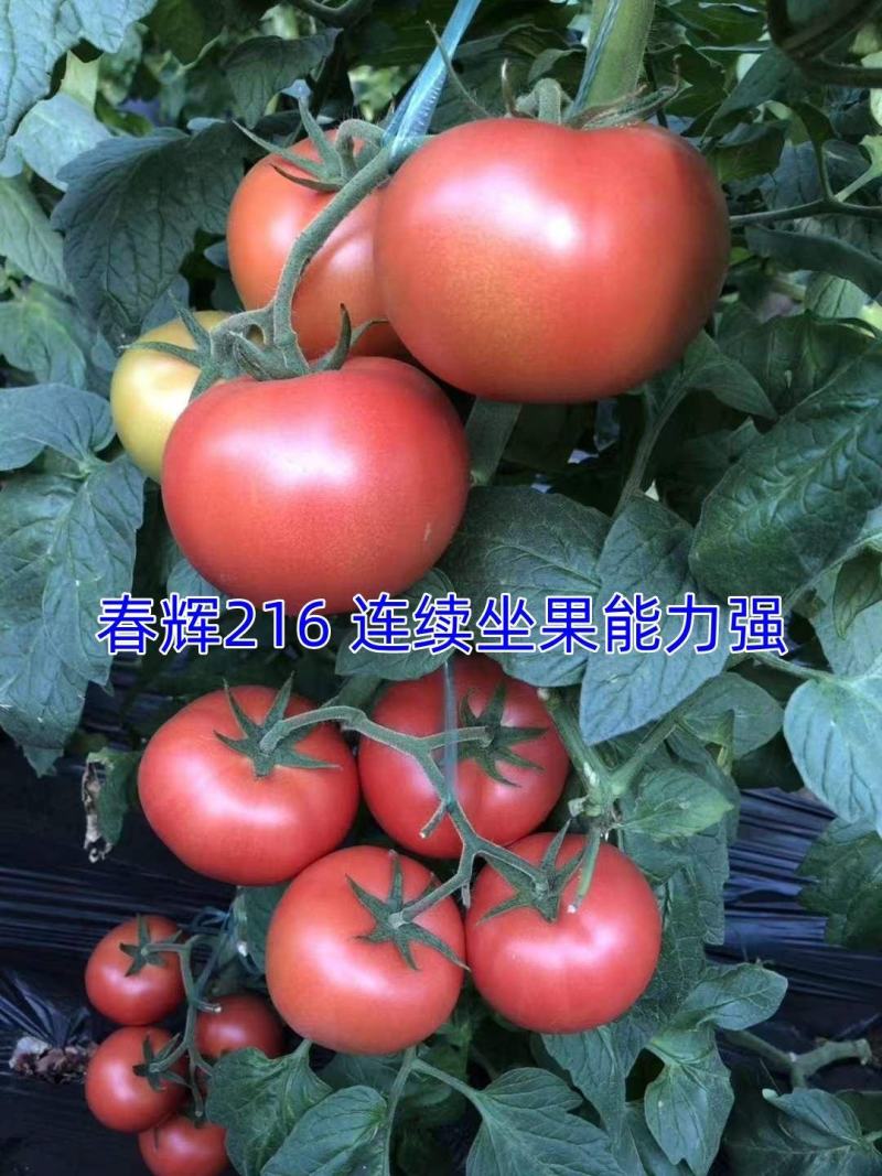 番茄苗西红柿苗子早春，熟性早，抗病能力强，大果西红柿苗子