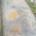 黑斑蛙小幼蛙苗青蛙幼蛙苗一斤200-300个