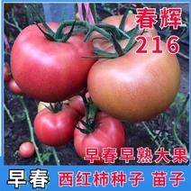 番茄苗西红柿苗子早春，熟性早，抗病能力强，大果西红柿苗子